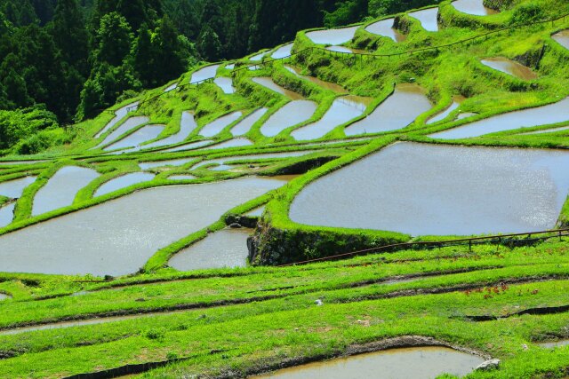 新緑の丸山千枚田