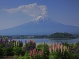 ルピナスと富士山