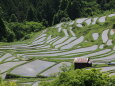 新緑の丸山千枚田