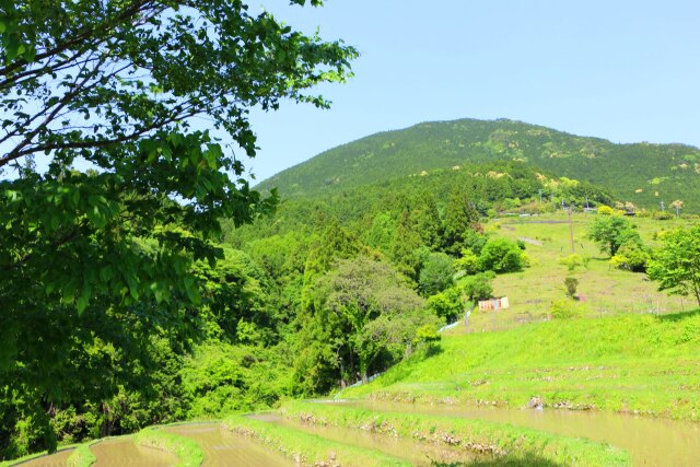 新緑の5月