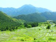 新緑の丸山千枚田