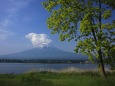 新緑の富士山