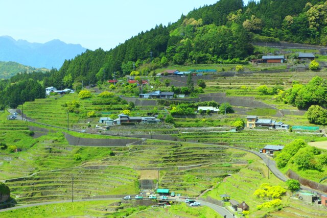 新緑の丸山千枚田