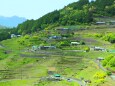 新緑の丸山千枚田