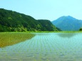 新緑の丸山千枚田