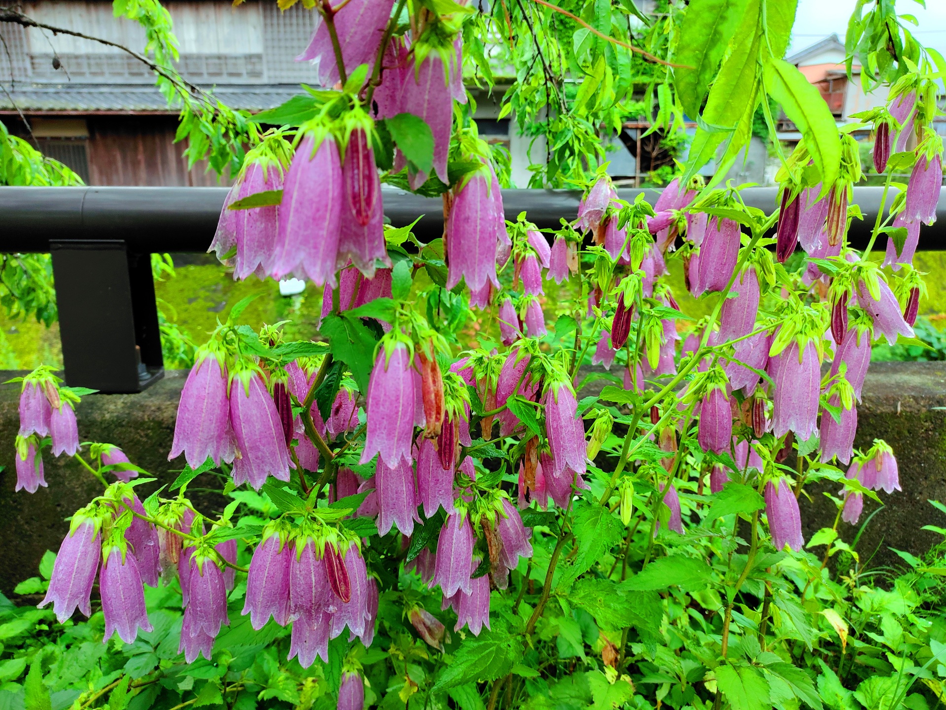 花 植物 梅雨の初夏の花 壁紙19x1440 壁紙館