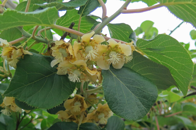 キウイフルーツの花