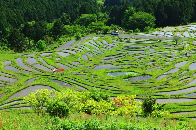 新緑の丸山千枚田