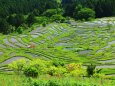 新緑の丸山千枚田