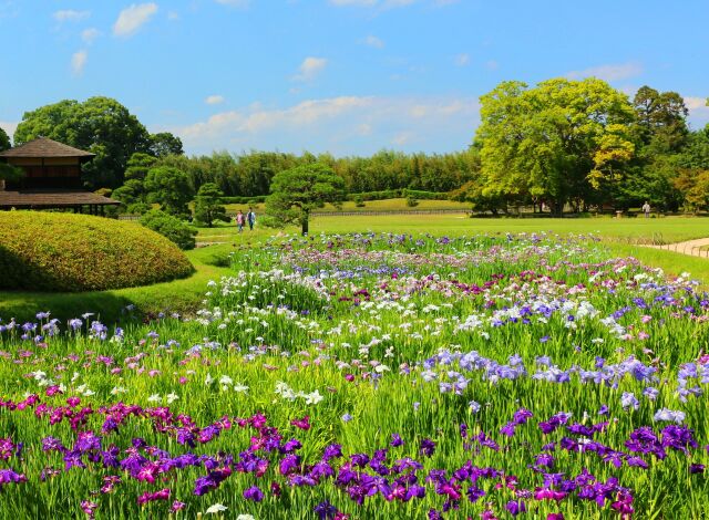 新緑の後楽園