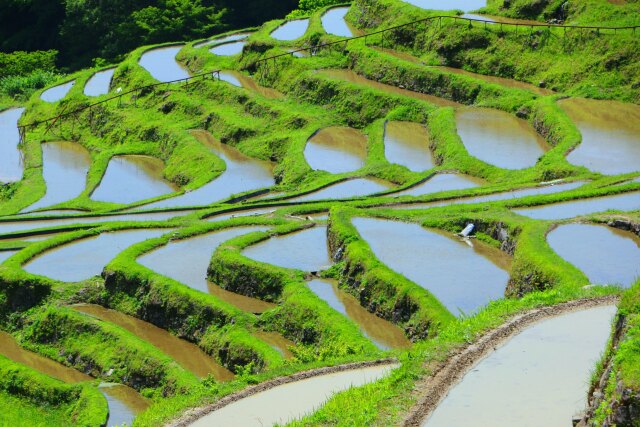 新緑の丸山千枚田