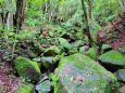 梅雨の熊野古道