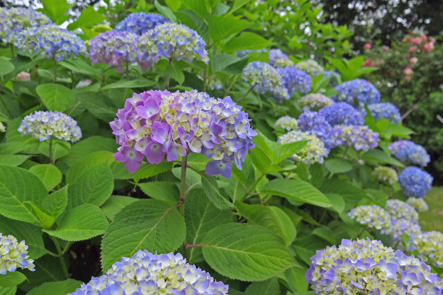 色付き始めた紫陽花