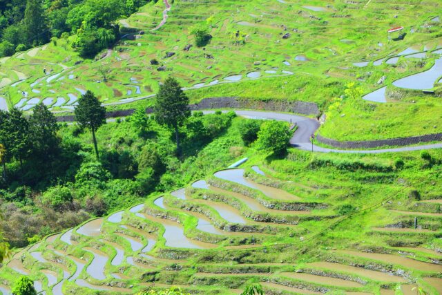 新緑の丸山千枚田