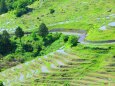 新緑の丸山千枚田