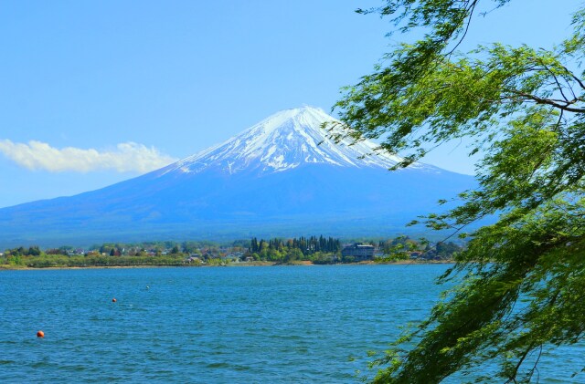 新緑の富士山