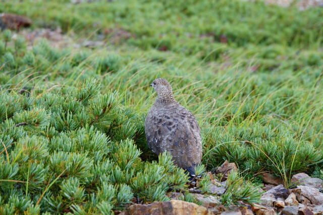 白岳の雄雷鳥4