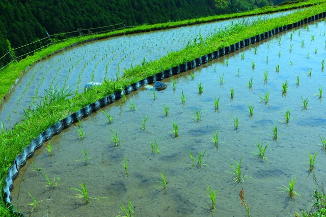 田植え