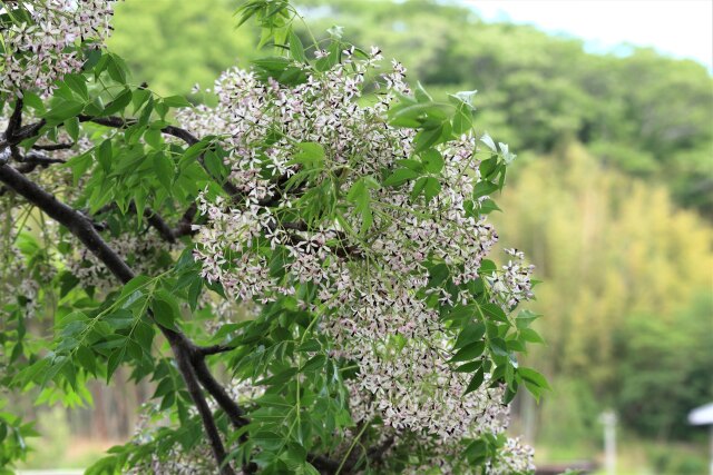 栴檀の木の花