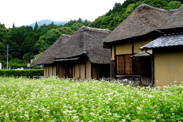 蕎麦の花が咲いている古民家