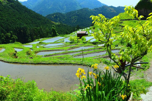 新緑の丸山千枚田