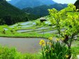 新緑の丸山千枚田