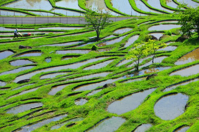 新緑の丸山千枚田