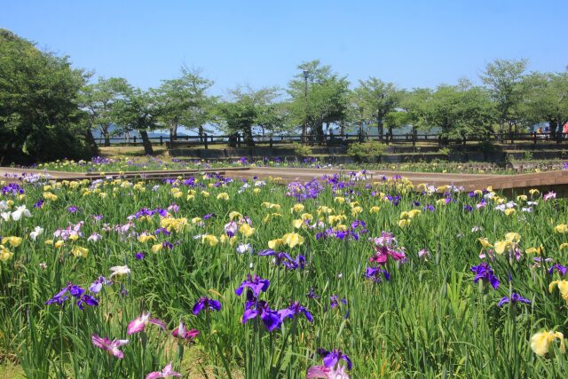 花ショウブ園