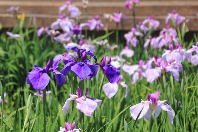 公園の花ショウブ-1