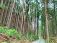 初夏の熊野古道