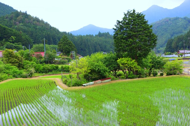 初夏の里山