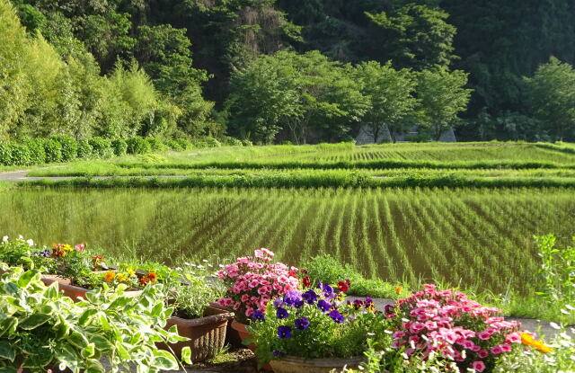 山村 静寂の初夏