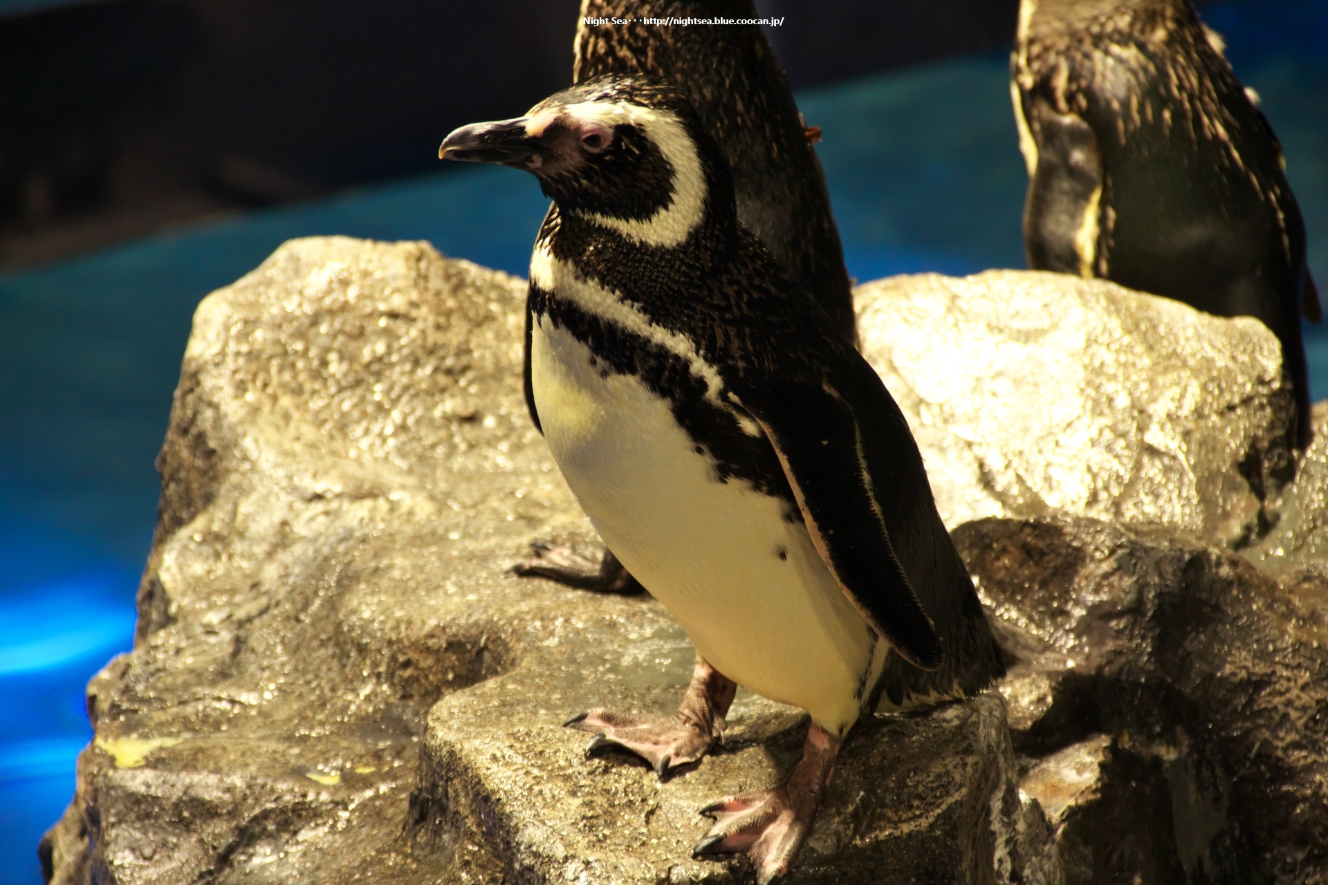 動物 鳥 ペンギン ペンギンさん 壁紙19x1280 壁紙館