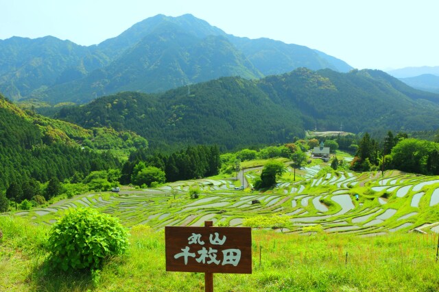 新緑の丸山千枚田