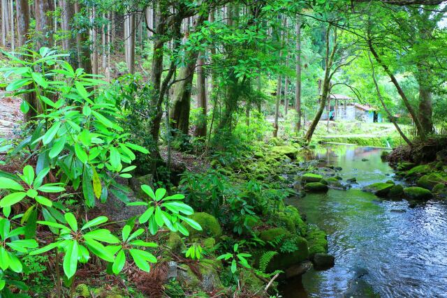 初夏の渓谷