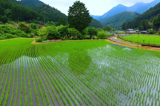 初夏の里山