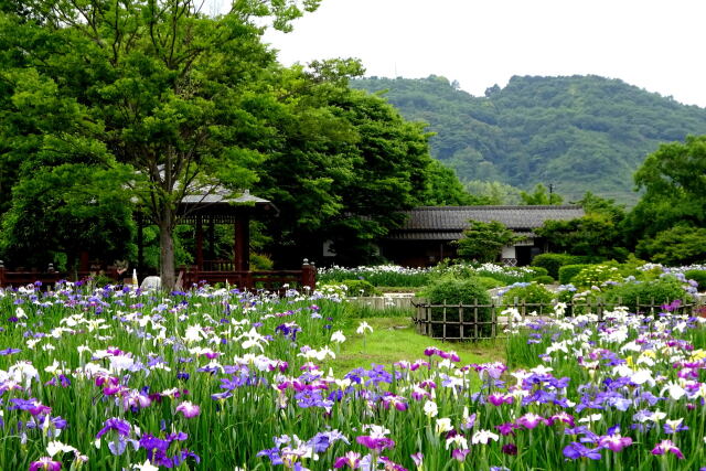 花菖蒲園