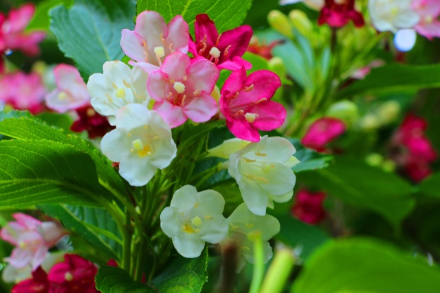 初夏の花