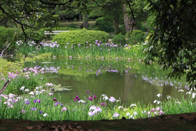 公園の菖蒲園