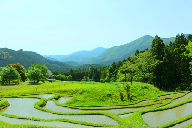 新緑の丸山千枚田