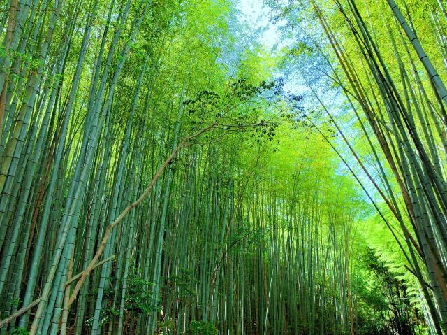 初夏の竹林