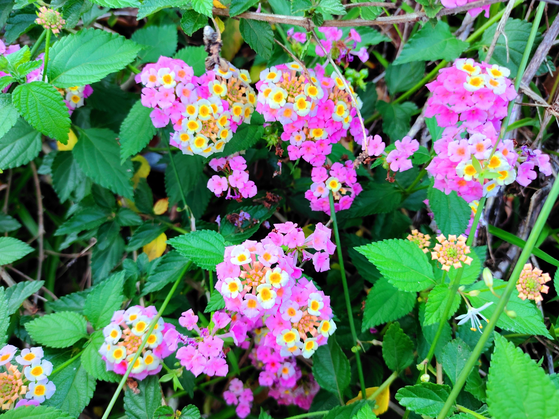 花 植物 夏の花 壁紙19x1440 壁紙館