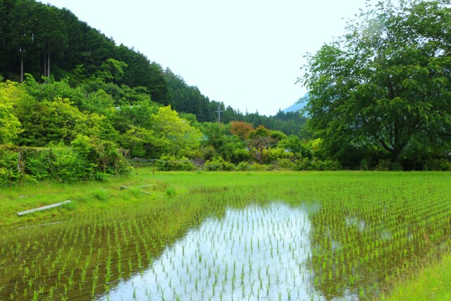 初夏の里山