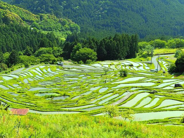 新緑の丸山千枚田