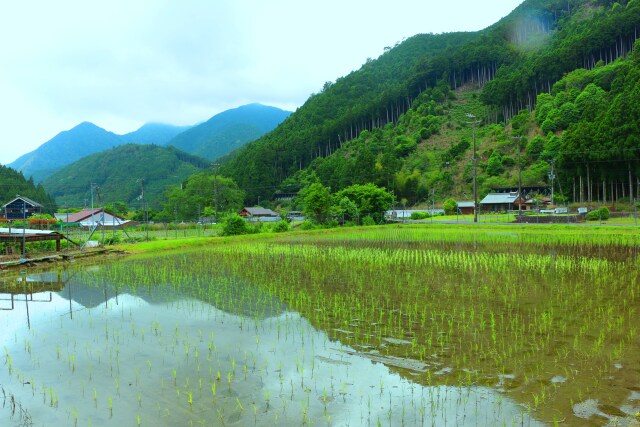 初夏の里山