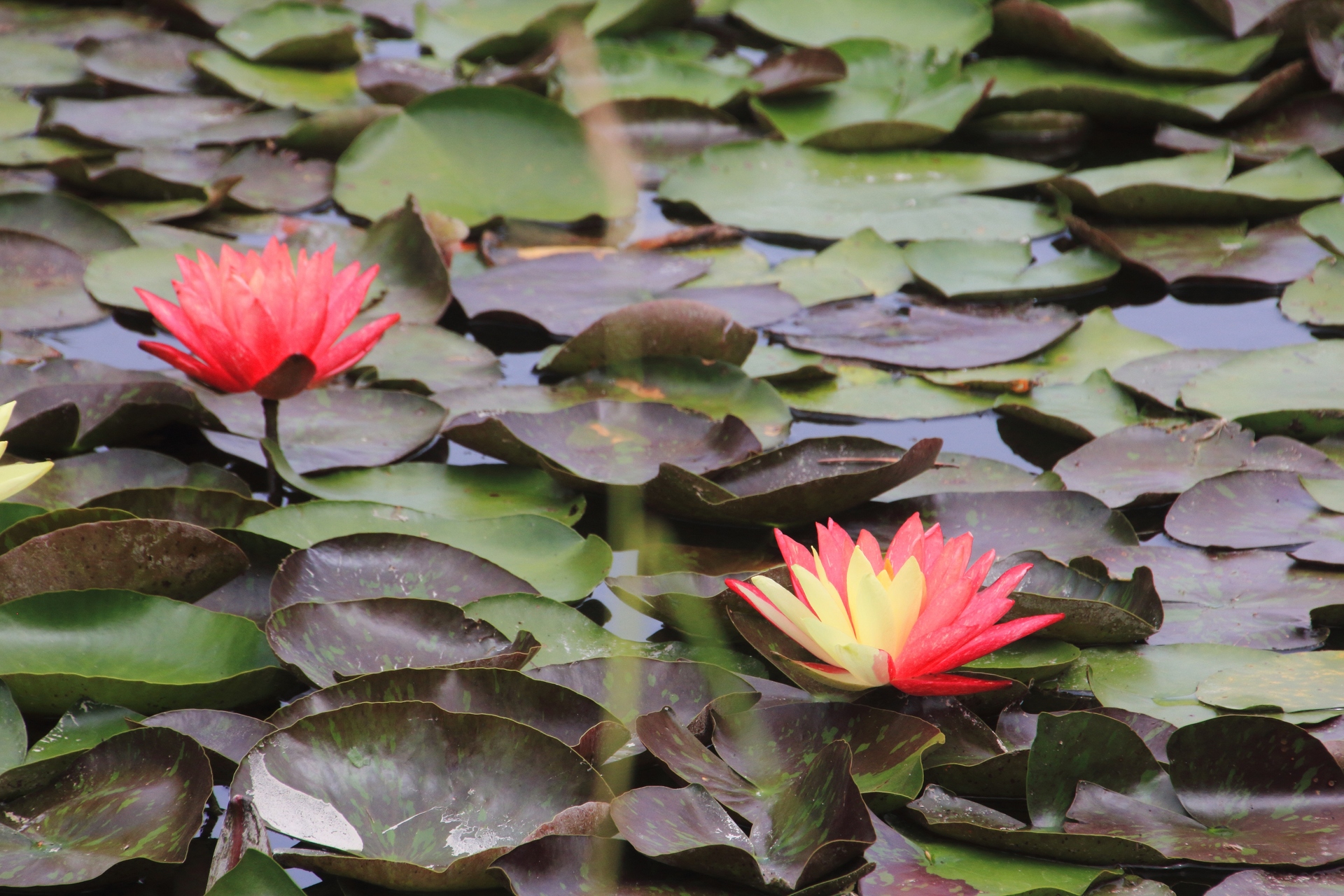 花 植物 ツートンカラーの睡蓮 壁紙19x1280 壁紙館