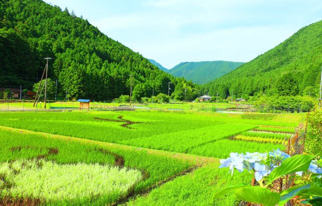 初夏の里山