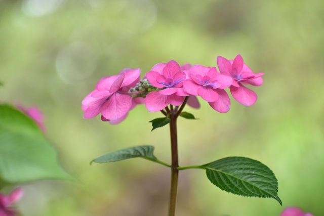 紫陽花