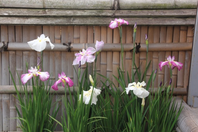 展示の花ショウブ