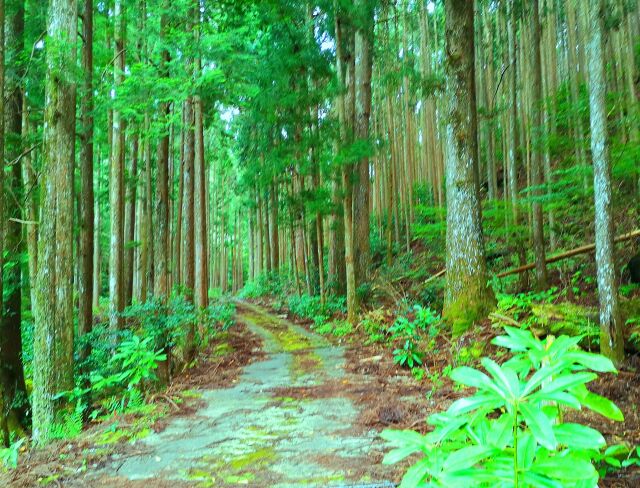 初夏の熊野古道